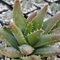 Τεχνητή μιμούμενη Aloe διακοσμήσεων της Βέρα Plant διακόσμηση Potted Indoor Bonsai πινάκων