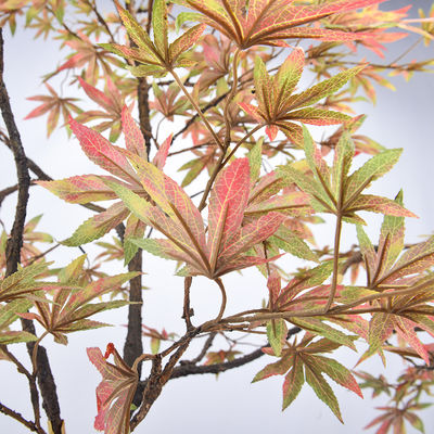 200cm Artificial Maple Tree No Light No Inserts Faux Potted Plants For Indoor Decor