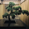 εγκαταστάσεις διακοσμήσεων μπονσάι δέντρων πεύκων 150cm τεχνητές για το λουτρό