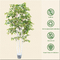 SGS πραγματικό αφής βιολιών φύλλων δέντρο σημύδων σύκων τεχνητό σε δοχείο άσπρο με τα φύλλα 1.8m 6ft ψηλά