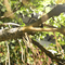 2m τεχνητό τοπίων δέντρο φυλλώματος αιθουσών έκθεσης ύψους συνήθειας ύφους Ficus Γ δέντρων μεγάλο