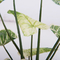 Τεχνητές σε δοχείο εγκαταστάσεις πλαστικό Philodendron Birkin πατωμάτων κρεβατοκάμαρων
