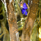 Τεχνητά εσωτερικά αειθαλή φύλλα δέντρων Banyan κανένα δέντρο Faux νερού κανένα φυτό παρασίτων