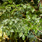 Τεχνητά εσωτερικά αειθαλή φύλλα δέντρων Banyan κανένα δέντρο Faux νερού κανένα φυτό παρασίτων