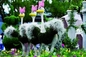 HAIHONG όμορφο Topiary γλυπτό εγκαταστάσεων και λουλουδιών μοντέρνο