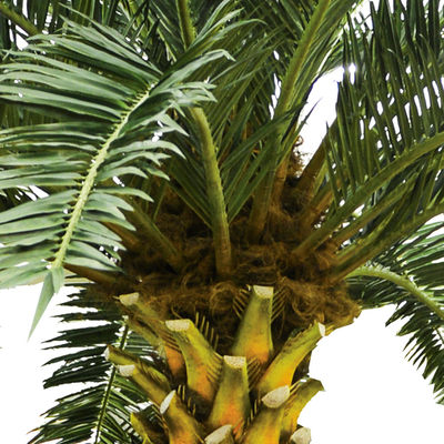 No Nursing Store Artificial Landscape Trees Big Date Palm Tree Customized Size