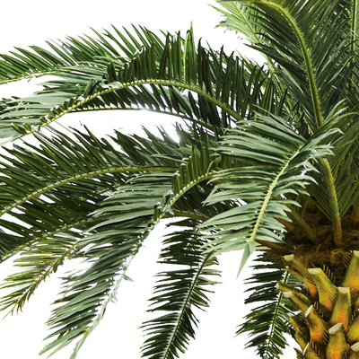 No Nursing Store Artificial Landscape Trees Big Date Palm Tree Customized Size