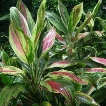 Bonsai Stunning Cordyline Artificial Potted Floor Plants 190cm Height